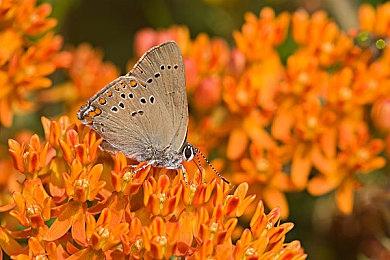 《糖豆人：终极淘汰赛》光环联动预告 活动6月30日开始